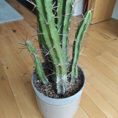 Decorative tall succulent plant (plastic)
