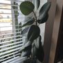 Ficus Abijan. Image 2