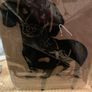 Dachshund/Sausage Dog Gift Package Image 7
