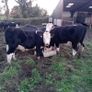 14 quality hereford bullocks,lots 317 to 321 Image 5