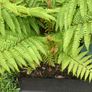 Extra Large Ostrich Ferns Image 4
