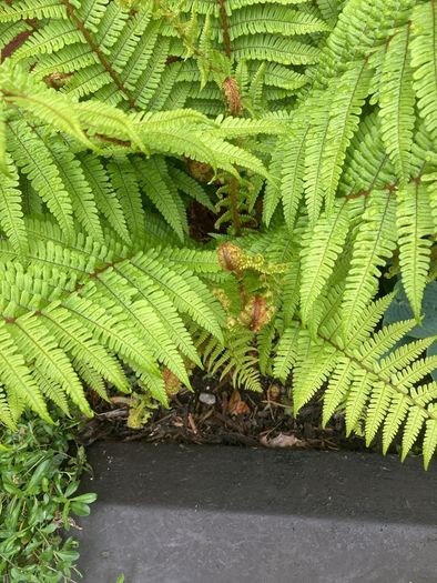 Extra Large Ostrich Ferns