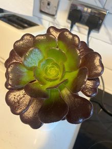plant aeonium zwartkop