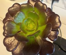 plant aeonium zwartkop