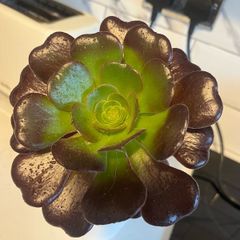plant aeonium zwartkop