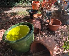plant pots job lot