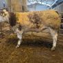 Show roan BB heifer Image 4