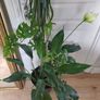 tall Madagascar Dragon Tree (Dracaena marginata), monstera, Peace Lily plant in the black  plastic pot container Image 2