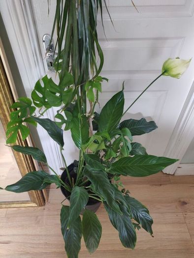 tall Madagascar Dragon Tree (Dracaena marginata), monstera, Peace Lily plant in the black  plastic pot container