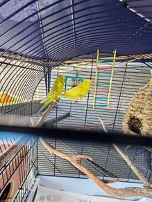 budgies