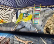 budgies