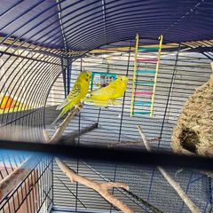 budgies