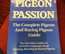 Pigeon Passion