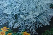 Silver Ragwort Seeds