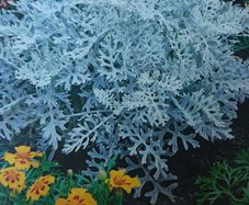 Silver Ragwort Seeds