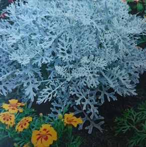 Silver Ragwort Seeds