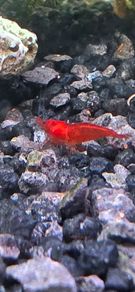 Fish Tank Shrimps