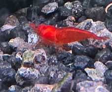 Fish Tank Shrimps