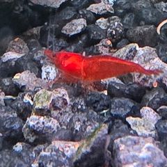 Fish Tank Shrimps