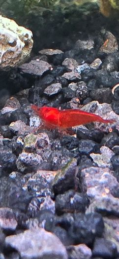Fish Tank Shrimps