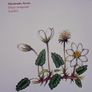 Ireland's Flora and Fauna Appletree Deluxe Editions Trees and Shrubs Wild Flowers Birds a beautiful collection of three books with lovely illustrations in excellent condition with no issues FREE STANDARD POSTAGE INCLUDED Image 9