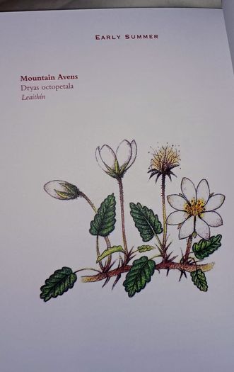 Ireland's Flora and Fauna Appletree Deluxe Editions Trees and Shrubs Wild Flowers Birds a beautiful collection of three books with lovely illustrations in excellent condition with no issues FREE STANDARD POSTAGE INCLUDED