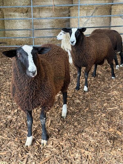 Organic Zwartble Ram Lambs