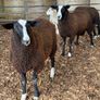 Organic Zwartble Hogget Rams & Ram Lambs Image 5