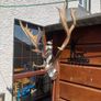 Deer Image 3