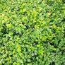 Box Hedging Image 2