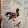 Sea & Freshwater. Birds. Usbourne Spotters Guide. With Internet Links. Beautiful Illustrated Book In Good Condition. Image 10