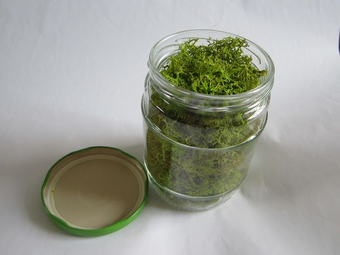 Jar of spring Green Reindeer Moss (Lichen)