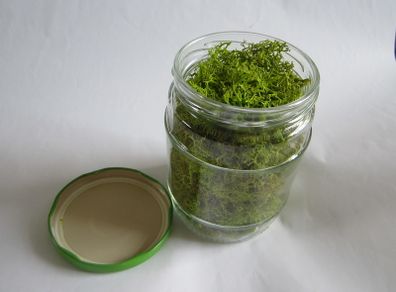 Jar of spring Green Reindeer Moss (Lichen)
