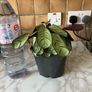 plant wishbone prayer plant Image 3