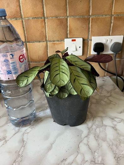plant wishbone prayer plant