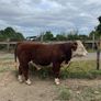 Hereford Bull Image 5