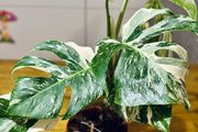 Monstera Deliciosa Variegata in 15cm pot and 50cm in height #2