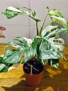 Monstera Deliciosa Variegata in 15cm pot and 50cm in height #2