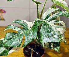 Monstera Deliciosa Variegata in 15cm pot and 50cm in height #2