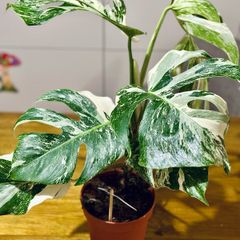 Monstera Deliciosa Variegata in 15cm pot and 50cm in height #2