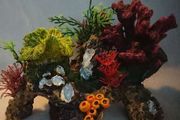Coral Rock for aquarium
