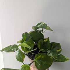 Pothos / Epiprenum Plant