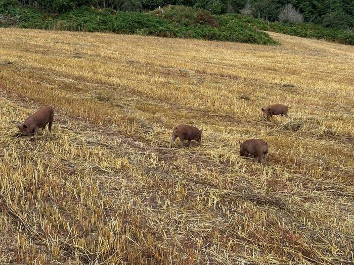 Tamworth Organic Weaner Piglets pigs