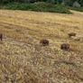 Tamworth Organic Weaner Piglets pigs Image 5