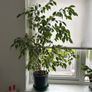 large ficus benjamin Image 3