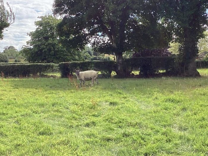 Hoggets