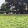 Hoggets Image 4