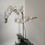 Artificial Plant Image 2