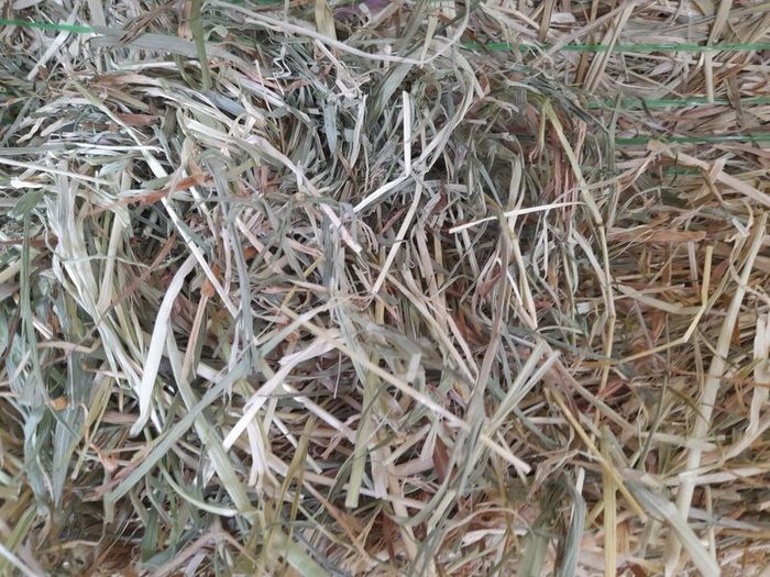 Hay