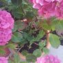 Stunning pink hydrangea Image 2
